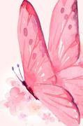 Pelcasa - Poster Delicate Butterfly - Rosa - Posters - Från Homeroom