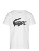 Lacoste Tee-Shirt&Turtle Vit