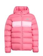 Adidas Sportswear J Sd Jkt Rosa