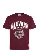 Jack & J S Jorharvard Tee Ss C.n Styd Ss25 Burgundy